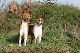 BASENJI 027